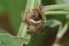 Neoscona subfusca